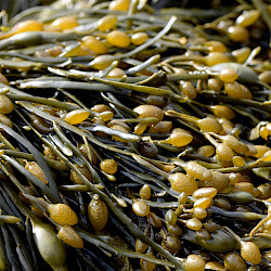 Seaweeds – Looking Beneath The Surface